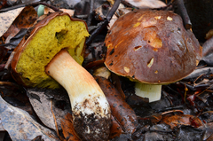 Boletus regineus image