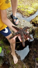 Astrometis sertulifera