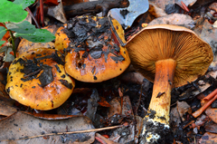 Cortinarius elegantior image