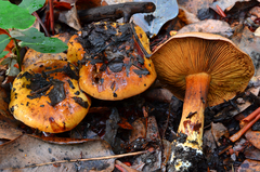 Cortinarius elegantior image