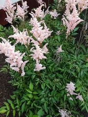 Astilbe
