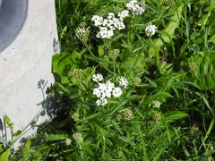 Achillea millefolium