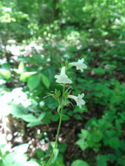 Penstemon tubaeflorus