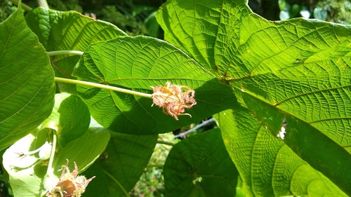 Macaranga carolinensis observed 2019-06-09