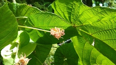 Macaranga carolinensis