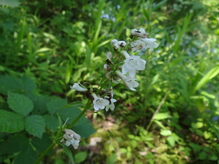 Penstemon tubaeflorus