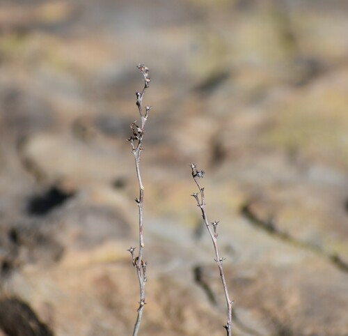 Adromischus trigynus