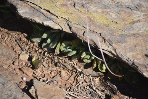 Adromischus trigynus