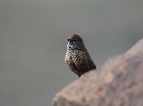 Cinnamon-breasted Warbler (Euryptila subcinnamomea), photo 9
