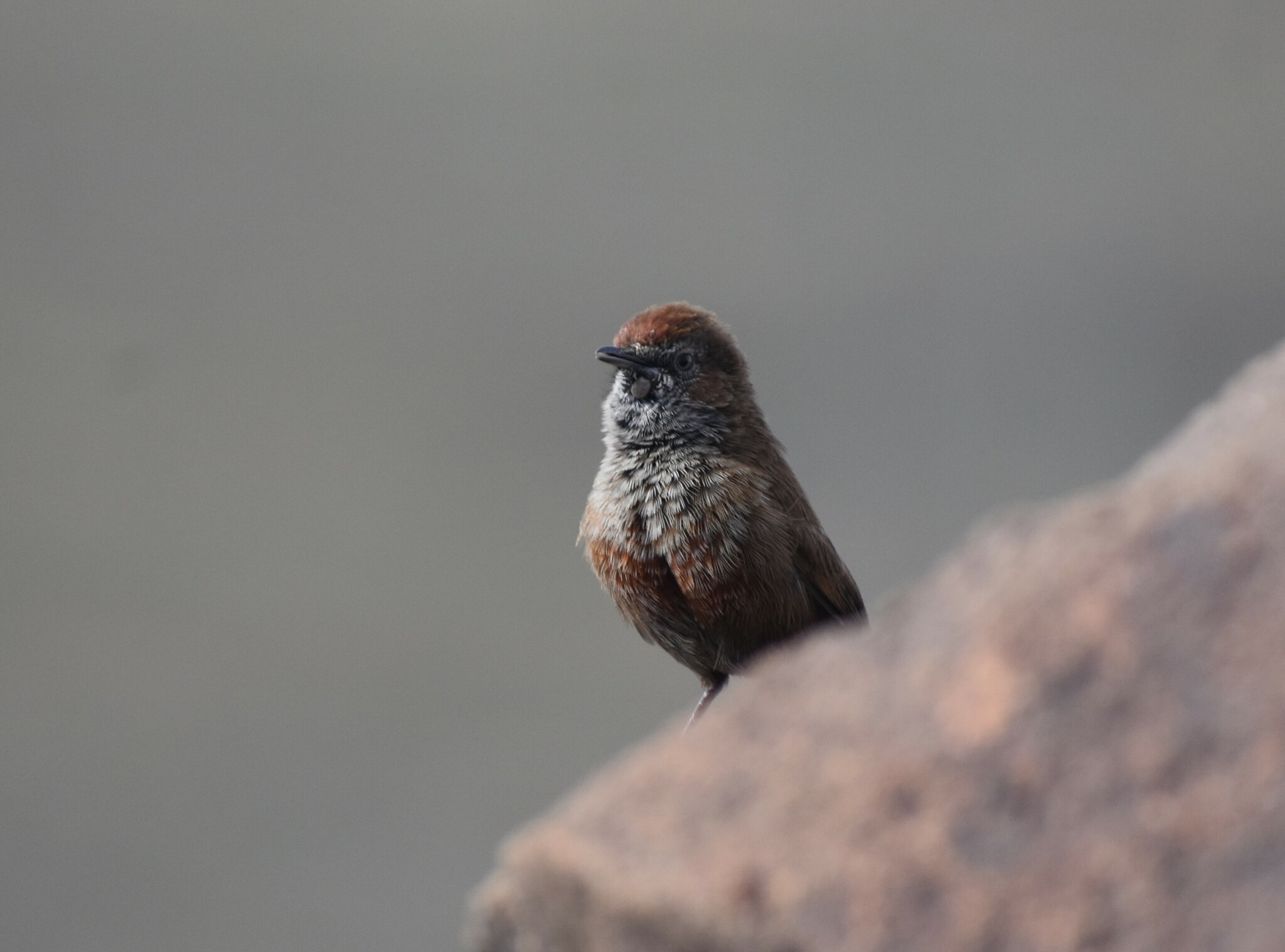 Cinnamon-breasted Warbler (Euryptila subcinnamomea), photo 7