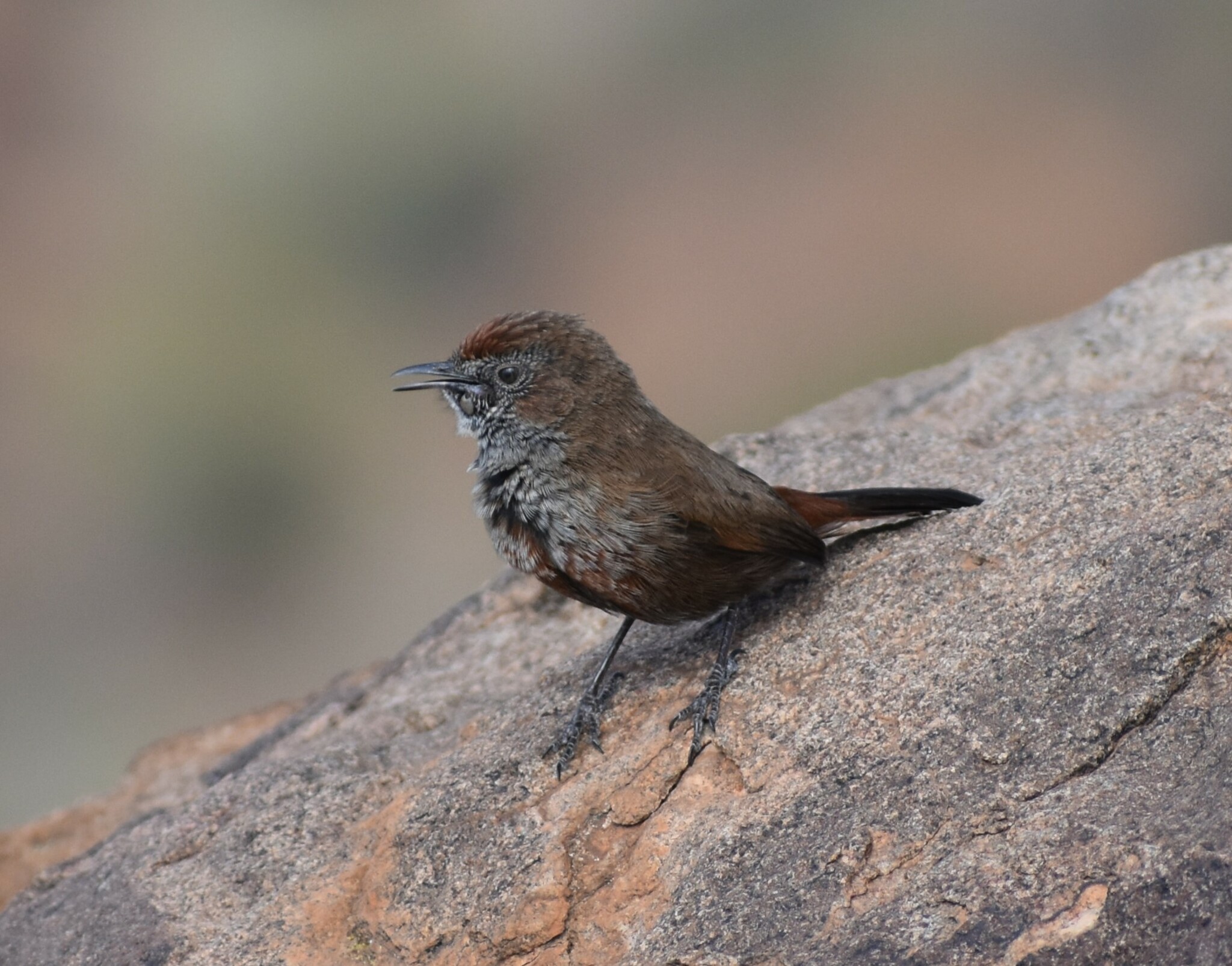 Cinnamon-breasted Warbler (Euryptila subcinnamomea), photo 6