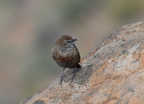 Cinnamon-breasted Warbler (Euryptila subcinnamomea), photo 3