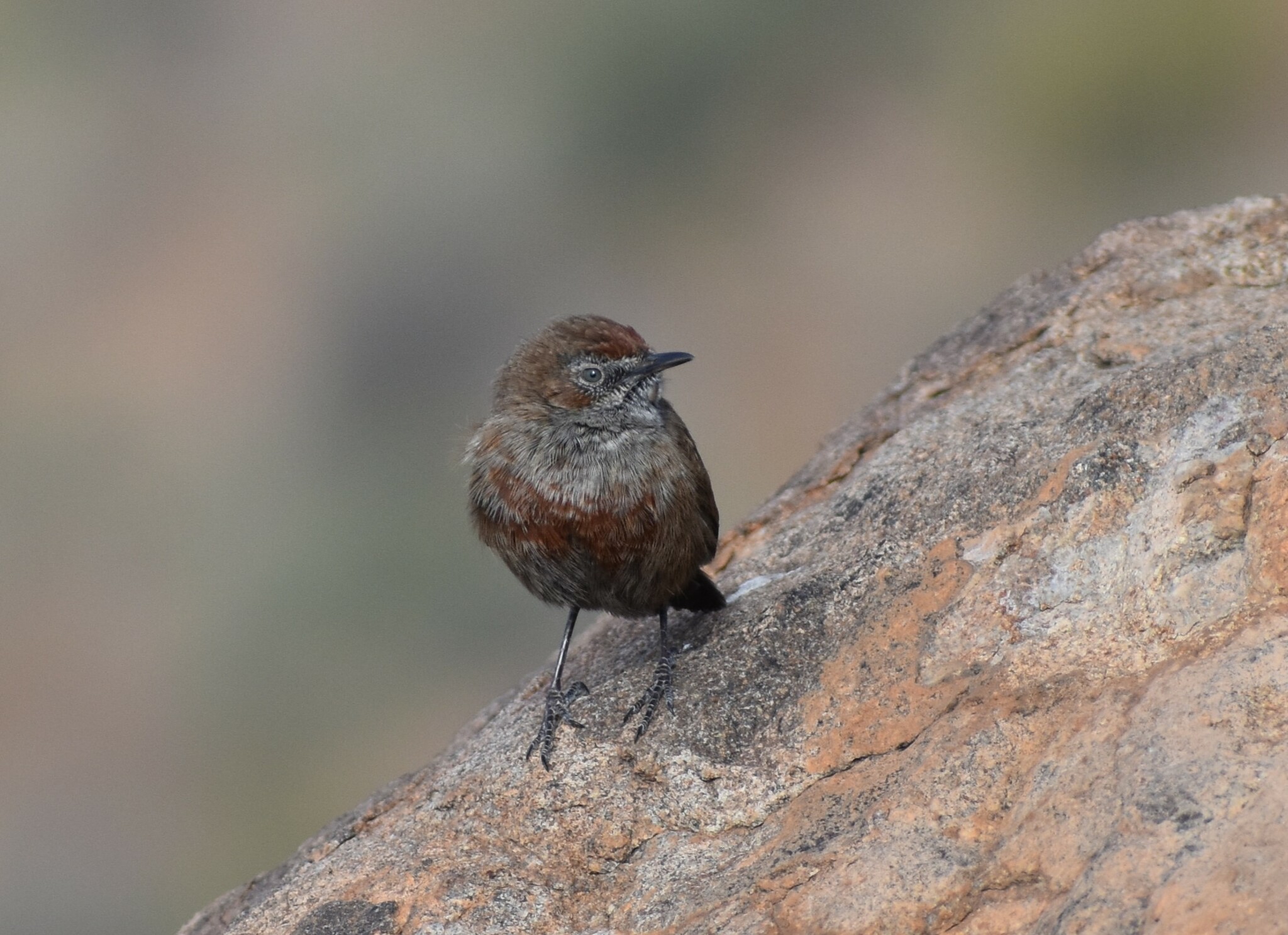 Cinnamon-breasted Warbler (Euryptila subcinnamomea), photo 3