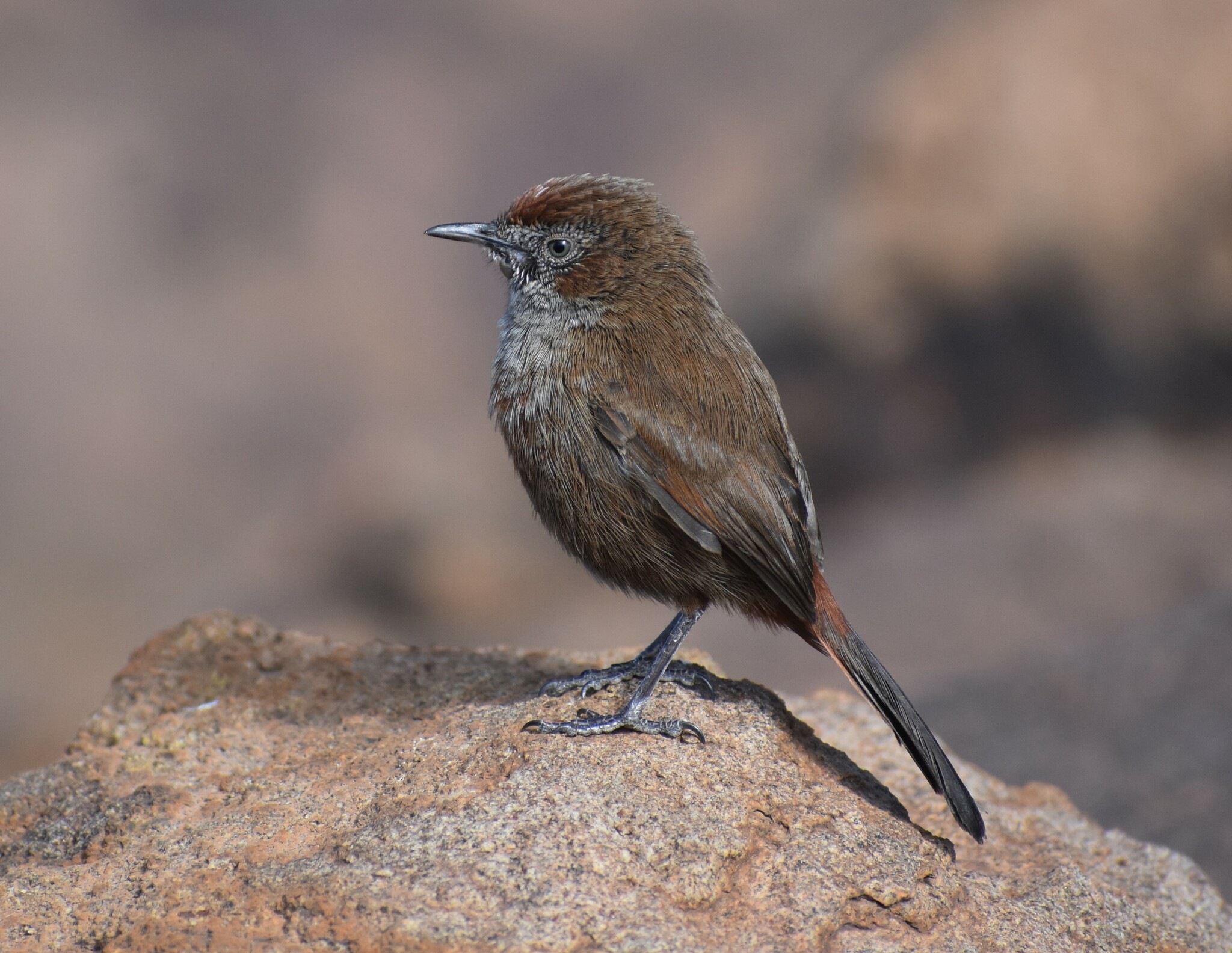 Cinnamon-breasted Warbler (Euryptila subcinnamomea), photo 4