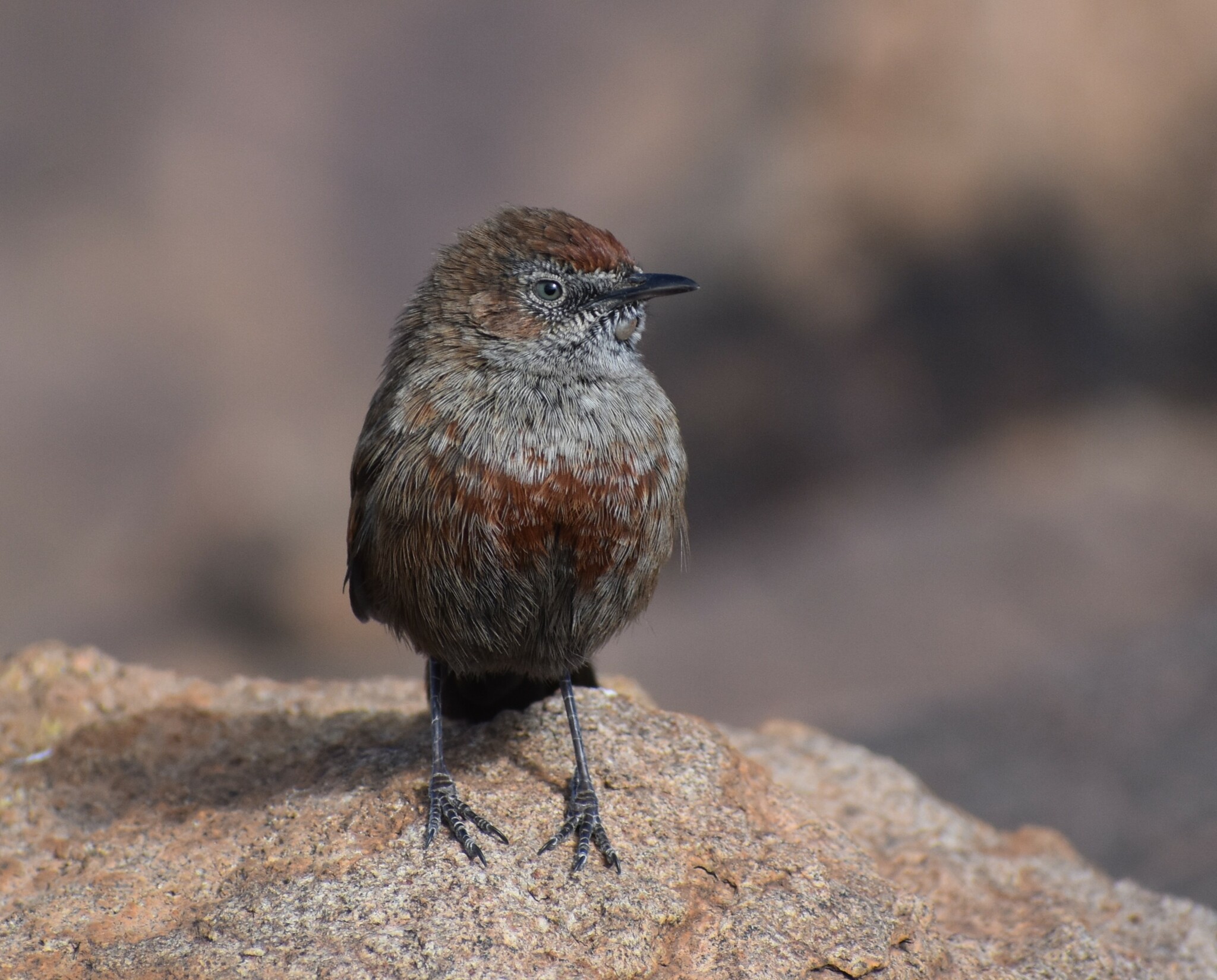 Cinnamon-breasted Warbler (Euryptila subcinnamomea), photo 2