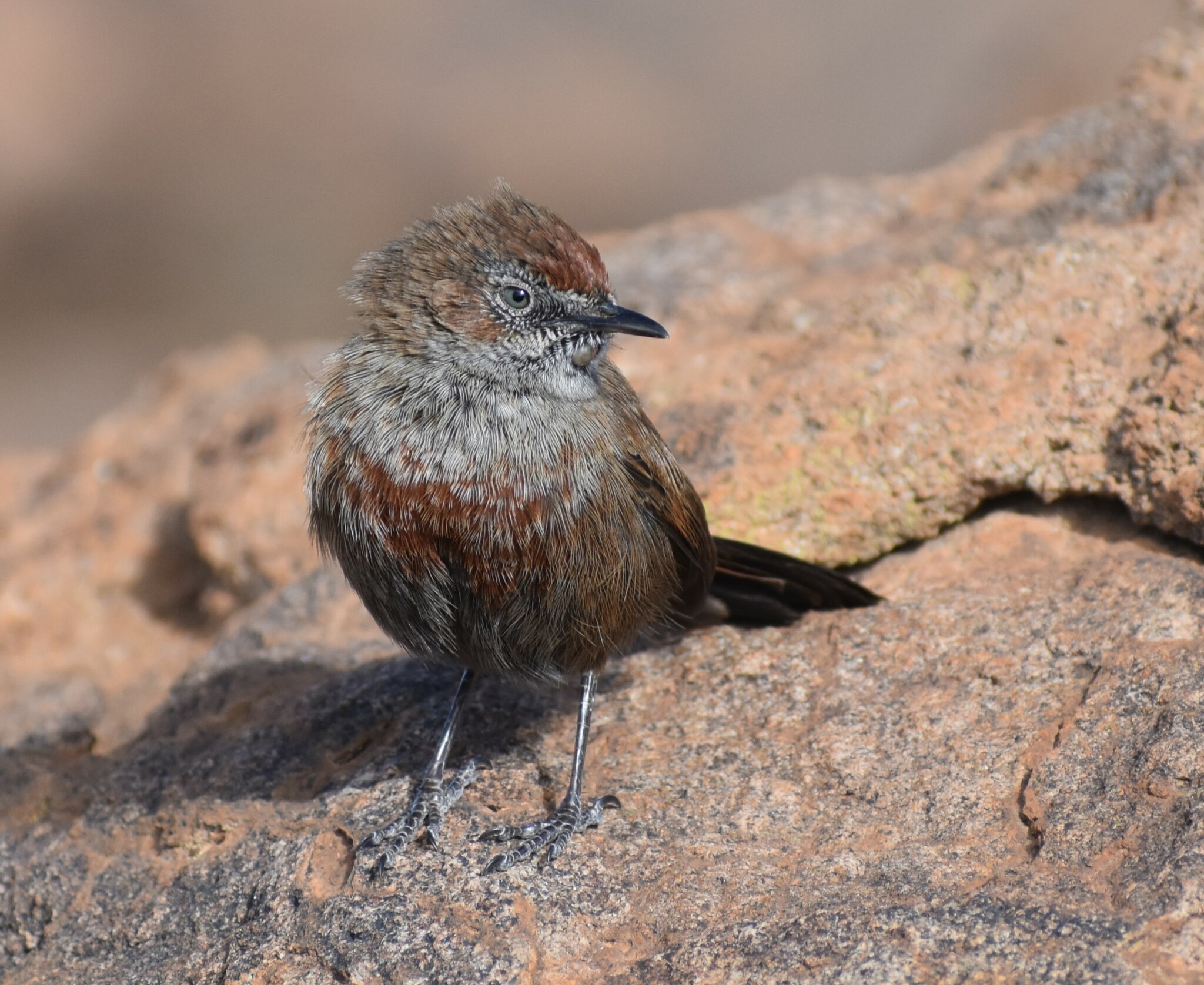 Cinnamon-breasted Warbler (Euryptila subcinnamomea), photo 5