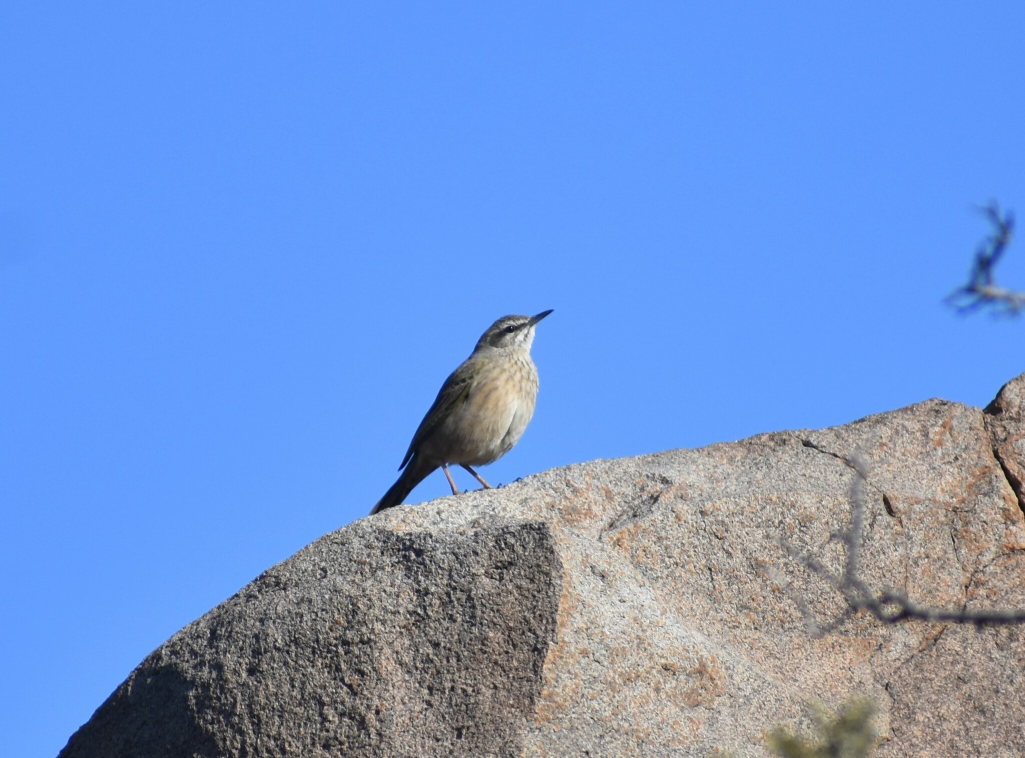 African Rock Pipit (Anthus crenatus), photo 7