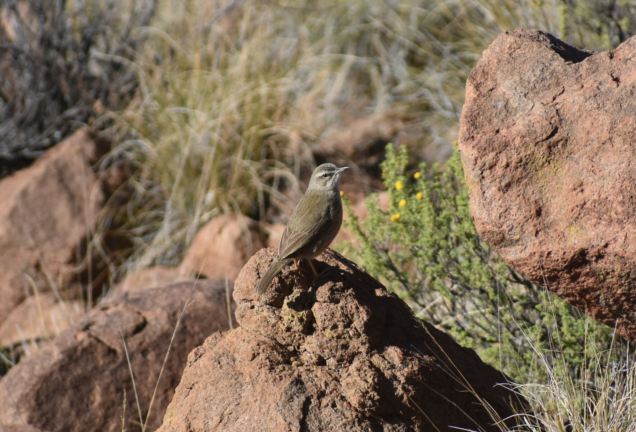 African Rock Pipit (Anthus crenatus), photo 8