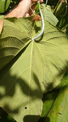 Macaranga carolinensis