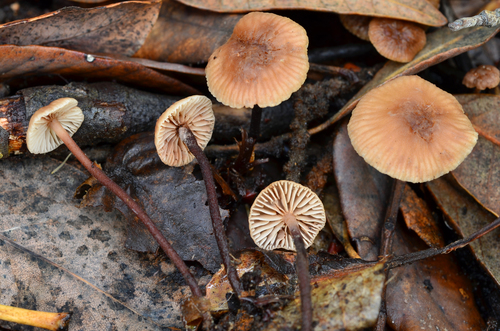 Mycetinis copelandii