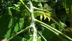 Macaranga carolinensis