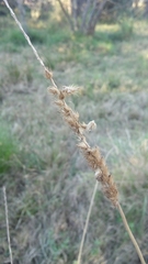 Cenchrus myosuroides