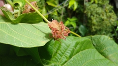 Macaranga carolinensis