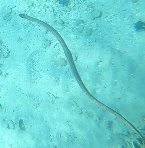 Shark Bay Sea Snake