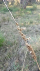 Cenchrus myosuroides