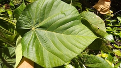 Macaranga carolinensis