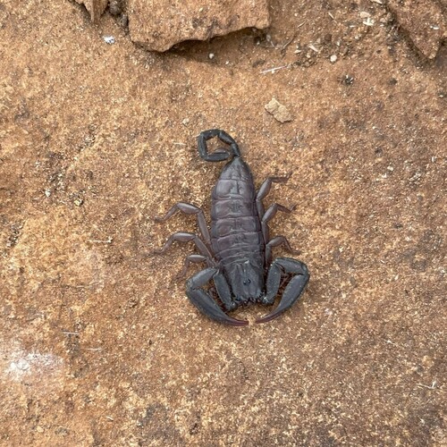 Albany Rock Scorpion