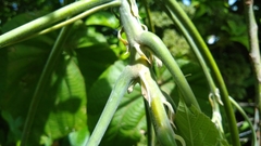 Macaranga carolinensis