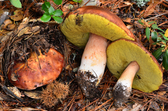 Boletus regineus image