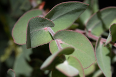 Arctostaphylos luciana