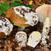 Amanita Sect. Caesareae - Photo (c) Christian Schwarz, some rights reserved (CC BY-NC)