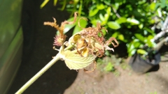 Macaranga carolinensis