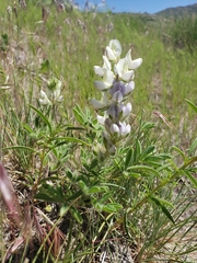 Lupinus malacophyllus