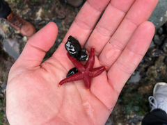 Henricia leviuscula