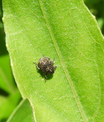 Acanthoscelidius acephalus