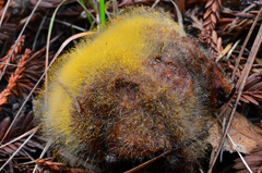 Dicranophora fulva image