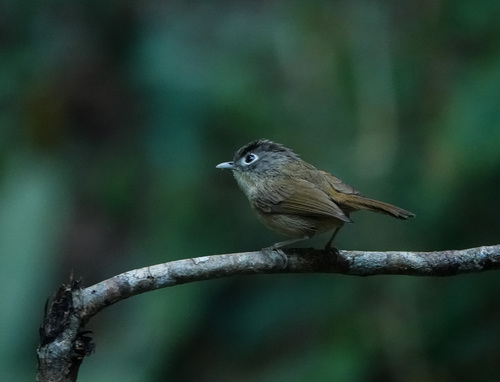 Nepal Fulvetta (Alcippe nipalensis), photo 7