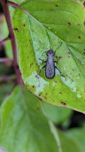 Sieve-winged Snailkiller, Eys, Nederland, photo 8 of 10