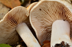 Hebeloma crustuliniforme image