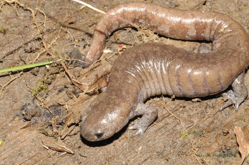 Streamside Salamander