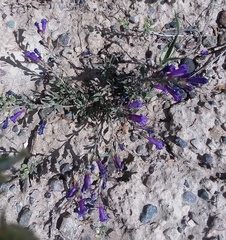 Penstemon caespitosus