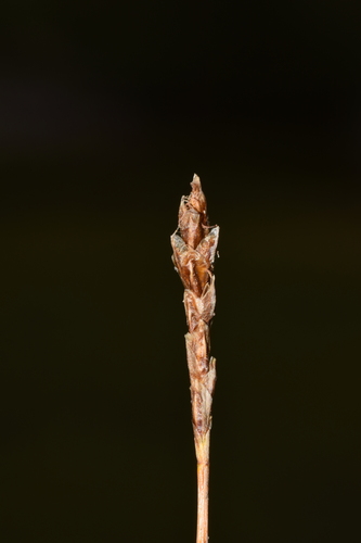 Kobresia myosuroides iNat (3)