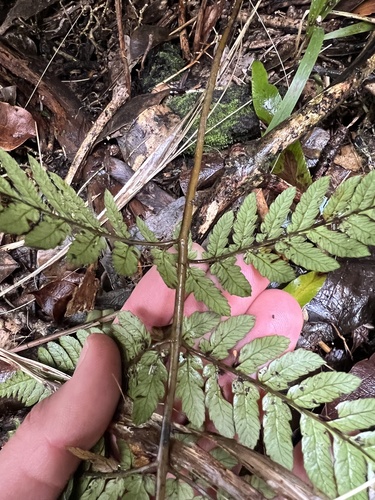 Image of Stumpy Tree Fern (Dicksonia lanata) by (c) Hannah Rogers, some rights reserved (CC BY)