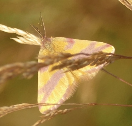 Zuringspanner, Nationaal Park De Maasduinen, Wellerlooi, Limburg, NL, photo 8 of 10