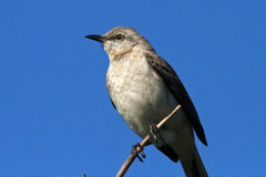 Mimus polyglottos image