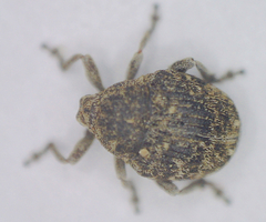 Acanthoscelidius acephalus